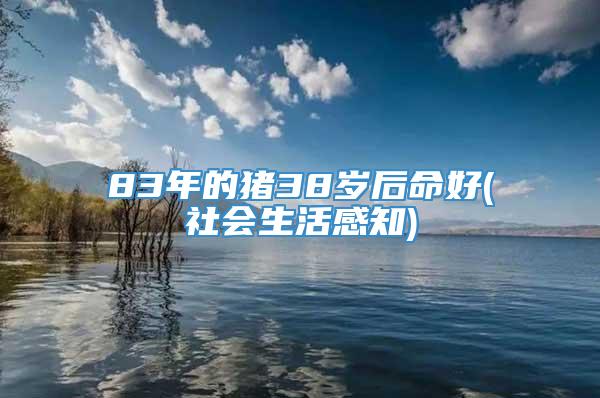 83年的猪38岁后命好(社会生活感知)