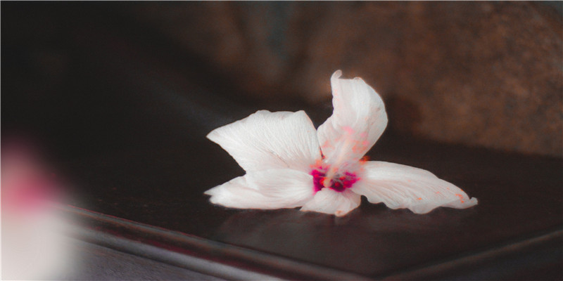 2021年寡妇年，“寡妇追牛，六人分饼”什么意思？年景如何？