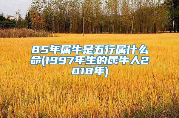 85年属牛是五行属什么命(1997年生的属牛人2018年)