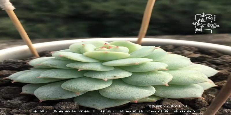 养多肉三年多，初见惊鸿！累并快乐着