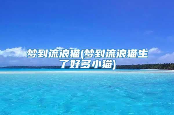 梦到流浪猫(梦到流浪猫生了好多小猫)