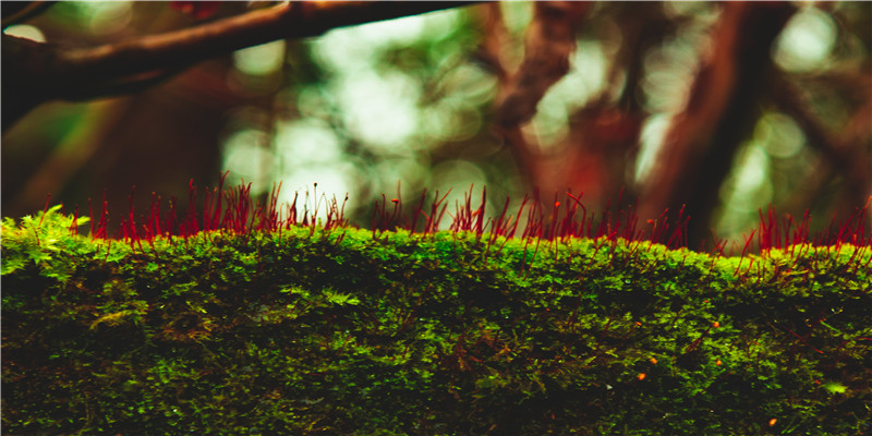 经常梦见过世的亲人,真的是思念亲人吗?心理学上是怎样解释的?