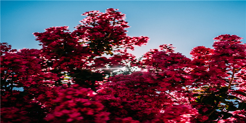 什么叫闭月羞花?沉鱼落雁,倾国倾城