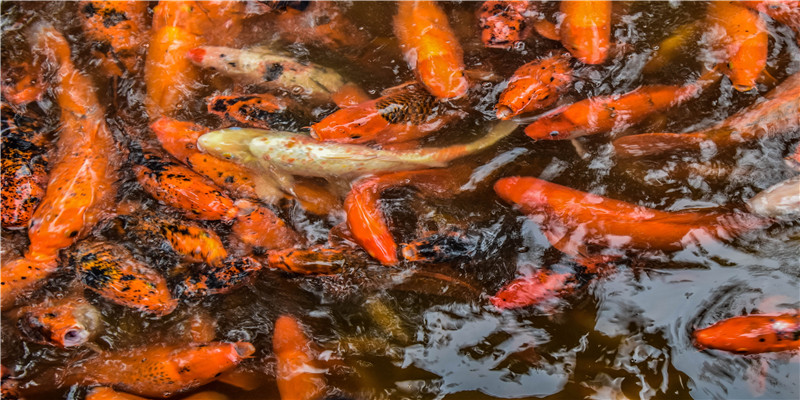 六旬夫妻为抗癌,10年跑103场马拉松:真·爱情长跑,请跑到金婚