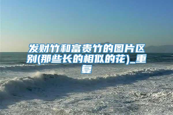 发财竹和富贵竹的图片区别(那些长的相似的花)_重复