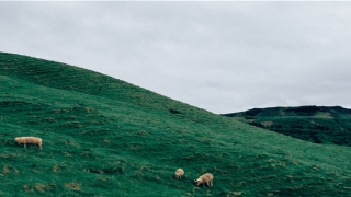 中华周易预测免费网(弘扬中华文化)_重复