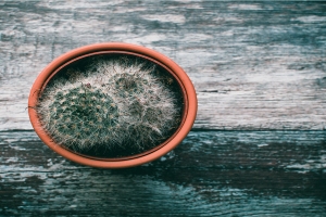 66女马2020运势(66属马人今年的运势)_重复