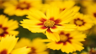 八字测你何时有桃花运(桃花运桃花运)