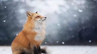 紫微斗数和梅花易数(山东的仙家文化)