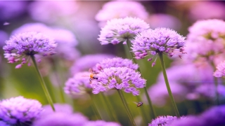 2018年生肖运势排行(想看看我今年的运势怎么样啊)_重复