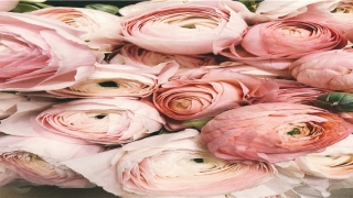 八字看桃花运何时出现(桃花运风水)