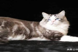 布偶猫后腿外八字正常吗(海双山猫布偶)
