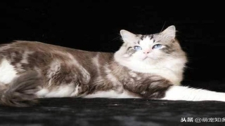 布偶猫后腿外八字正常吗(海双山猫布偶)