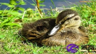 《溪水长流》(溪水什么的流去)