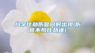 八字比劫伤官同时出现(伤官不怕比劫逢)