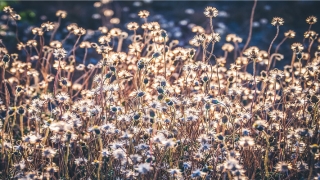 梦到陌生人死了是什么意思(梦到有陌生人死了)