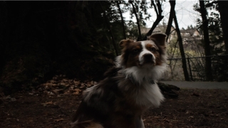 86年属虎本命年已婚女运势(盘点游戏里最有名的十只虎)