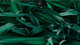 85年出生生肖适宜婚配(85年属牛是什么命)