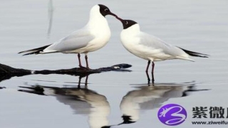 路旁土命和大溪水命相克吗(大溪水命和路旁土命结合好吗)