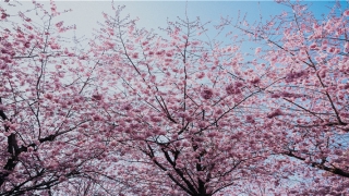 梦到被蛇追着咬预示着什么(梦见中了蛇毒是什么意思)