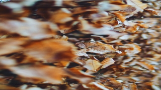 梦到被蛇追着跑预示着什么(冬天梦到被蛇追着跑预示着什么)