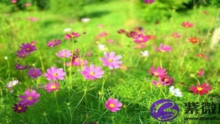 纳音年命相克表(纳音五行木命有哪些)