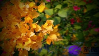 八字解析石榴木(石榴风水上代表什么)