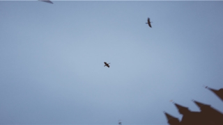 86年属虎2022年本命年(1985年2022年运势)