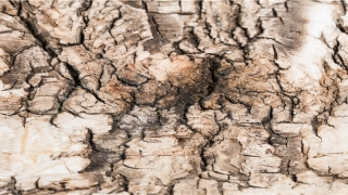 鞍前马后的意思是(鞍前马后马首是瞻)