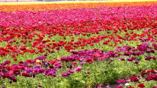 经常梦见已故的人预示着什么(梦见已故亲人周公解梦)