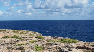 龙相冲的生肖(鼠年相冲几个生肖)