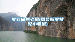 梦到猫抓老鼠(周公解梦梦见小老鼠)