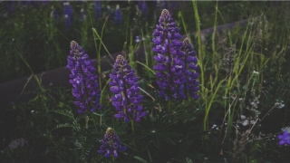 85年属牛二婚会幸福吗(熬过2018年婚姻幸福的生肖)