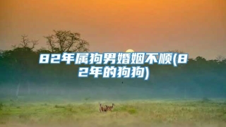82年属狗男婚姻不顺(82年的狗狗)