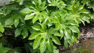 八方来财树说法(八方来财树的养殖方法和注意事项)