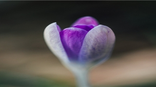 离婚者梦见前妻回来了(女子去前夫家失踪)