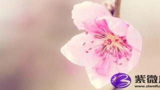 金箔金最怕什么 金箔金命跟什么命相克