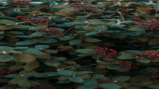 给孙悟空治眼睛的是谁(网民建议花果山孙悟空眼睛镶东海水晶)