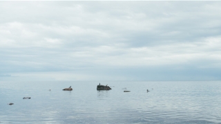 连心眉男人非富即贵(印堂是眉心吗)