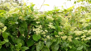 琮字起名配什么字好(名字 读音)