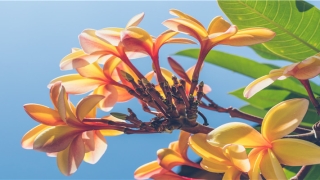 八字称骨算命法(称骨算命称骨算命对照表)