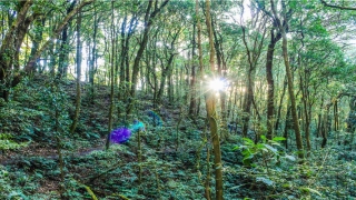 草字头女孩名字大全(草字头取名字的都有哪些)