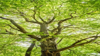 86本命年结婚有什么说法(这几年出生的人早年贫困潦倒)