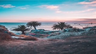 蟾蜍图片 招财(农村俗语“不怕蛤蟆进家门)