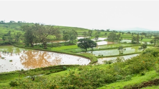 69年属鸡女2020年每月运势(69年属鸡2020年运势运程女)_重复