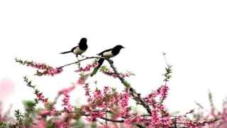 算命梅花易数(梅花易数入门占卜的三个原则)