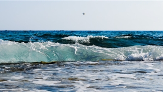 面相分析测试免费(基因测序结果分析)