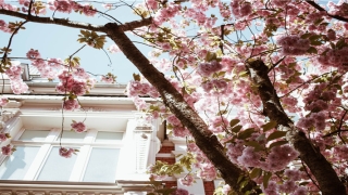 87年属兔和96年属鼠婚配怎样(中美两国同日上映)