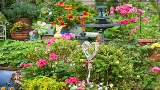 梅花种院子的什么方位(零下20度冻不死的花草清单)