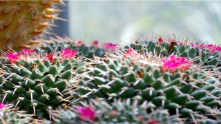 得意洋洋的意思(得意洋洋 的反义词)